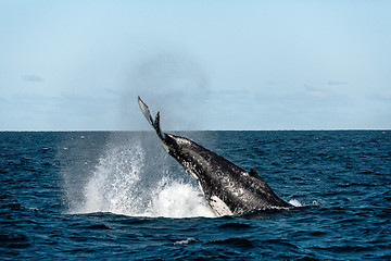 Image showing Whale Tail Slapping