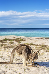 Image showing Native wildlife, the kangaroos on the beach in Australia