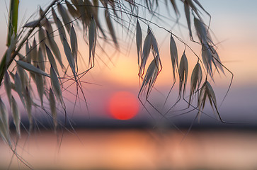 Image showing Cowra rural sunset