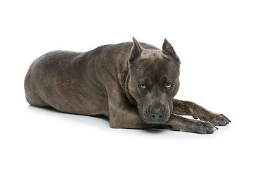 Image showing Beautiful amstaff dog