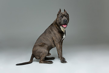 Image showing Beautiful amstaff dog