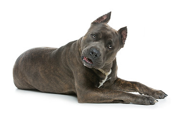 Image showing Beautiful amstaff dog