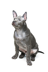 Image showing Thai ridgeback puppy