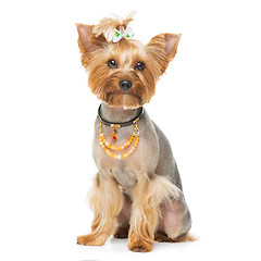 Image showing Beautiful yorkshire terrier with necklace