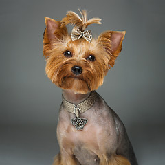 Image showing Beautiful yorkshire terrier with necklace