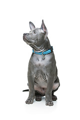 Image showing Thai ridgeback puppy