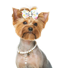 Image showing Beautiful yorkshire terrier with necklace