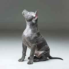 Image showing Thai ridgeback puppy