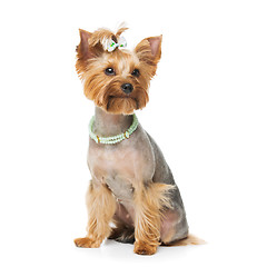 Image showing Beautiful yorkshire terrier with necklace