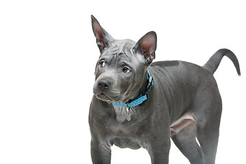 Image showing Thai ridgeback puppy