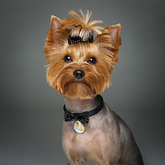 Image showing Beautiful yorkshire terrier with necklace