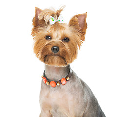 Image showing Beautiful yorkshire terrier with necklace