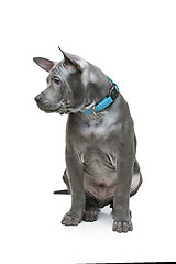 Image showing Thai ridgeback puppy