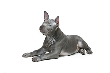 Image showing Thai ridgeback puppy