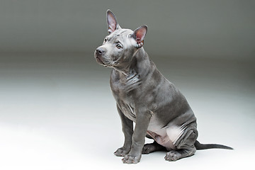 Image showing Thai ridgeback puppy