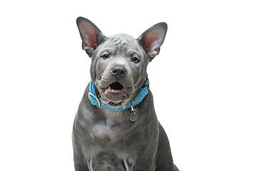 Image showing Thai ridgeback puppy