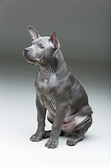 Image showing Thai ridgeback puppy