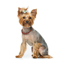 Image showing Beautiful yorkshire terrier with necklace