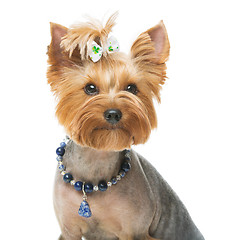 Image showing Beautiful yorkshire terrier with necklace