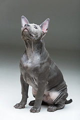 Image showing Thai ridgeback puppy