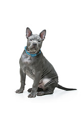 Image showing Thai ridgeback puppy