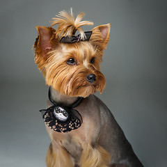 Image showing Beautiful yorkshire terrier with necklace