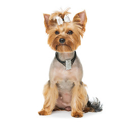 Image showing Beautiful yorkshire terrier with necklace