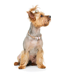 Image showing Beautiful yorkshire terrier with necklace