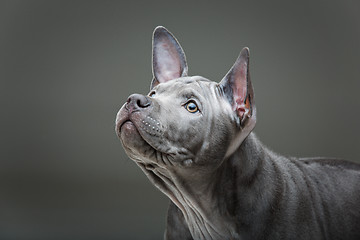 Image showing Thai ridgeback puppy