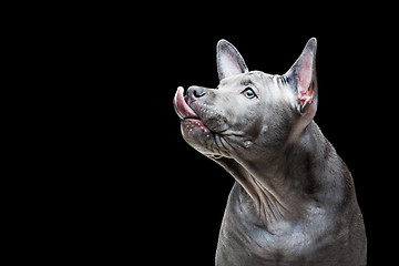 Image showing Thai ridgeback puppy