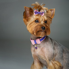 Image showing Beautiful yorkshire terrier with necklace