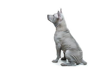 Image showing Thai ridgeback puppy