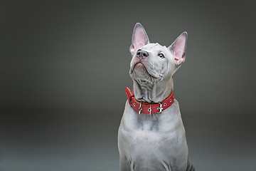 Image showing Thai ridgeback puppy