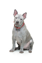 Image showing Thai ridgeback puppy