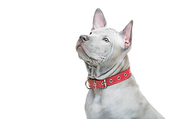 Image showing Thai ridgeback puppy