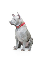 Image showing Thai ridgeback puppy