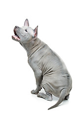 Image showing Thai ridgeback puppy