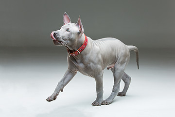 Image showing Thai ridgeback puppy