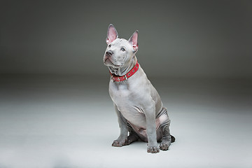 Image showing Thai ridgeback puppy