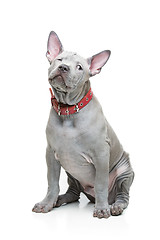 Image showing Thai ridgeback puppy