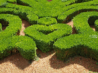 Image showing close-up of french garden