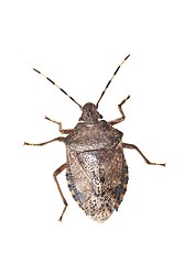 Image showing Stink bug closeup