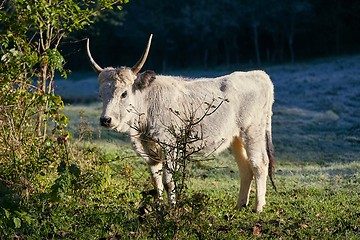 Image showing Hungarian Grey Cattle