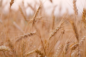 Image showing Wheat field detail