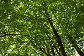 Image showing Spring Green Leaves