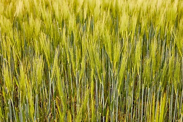 Image showing Wheat field closeup