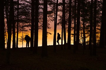 Image showing Forest Twilight Background