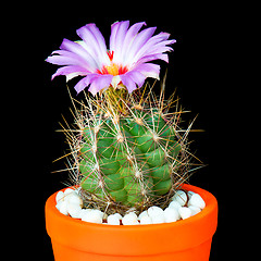 Image showing Cactus flowers on black