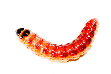 Image showing Superworm