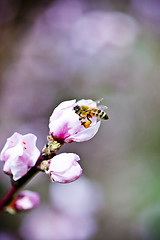 Image showing Blossoms, pink peach flowers and bee